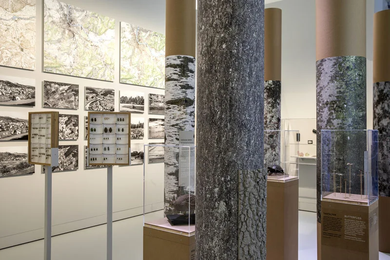 Ausstellungsraum zum Thema Baumstämme oder Bäume im Wald