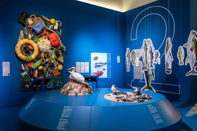 Ausstellungsraum in blau mit dem Thema Tiere im Ozean