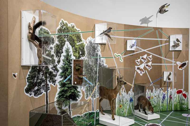 Ausstellungsraum mit vielen verschiedenen Tieren vom Wald